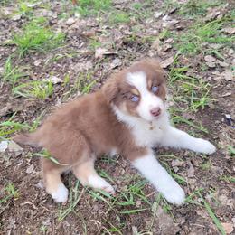 Ente - Red tri-color male Australian Shepherd puppy in Kenosha, Wisconsin from Out of this World Aussies