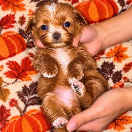 Charlie - Red  male Goldendoodle puppy in Cumberland, Rhode Island from minigoldendoodlesofRI