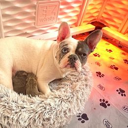 Lila - French Bulldog