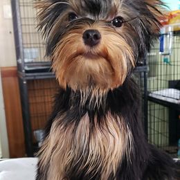 Yorkshire Terrier All Grown Up from Rick Buterbaugh