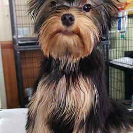 Yorkshire Terrier All Grown Up from Rick Buterbaugh