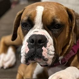 Boxers from Nala’s Pride