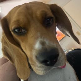 Beagles from Bruce Beagles