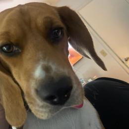Beagles from Bruce Beagles