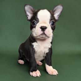 AKC Vinnie - Brindle and white male Boston Terrier puppy in Galena, Kansas from RottNBostons