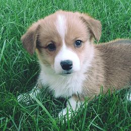 Apollo - Red Pembroke Welsh Corgi puppy in Post Falls, Idaho from Best Friend Corgi