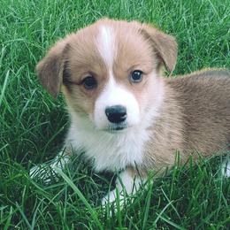 Apollo - Red Pembroke Welsh Corgi puppy in Post Falls, Idaho from Best Friend Corgi