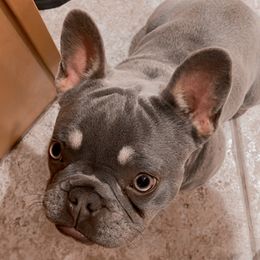 Lexi - French Bulldog