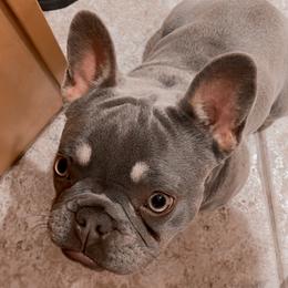 Lexi - French Bulldog