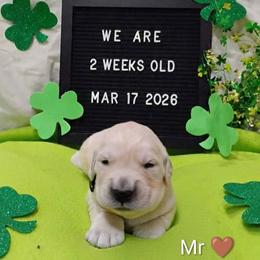 Brown collar boy - Light golden male Golden Retriever puppy in Rochester, Washington from Grand Mound Goldens