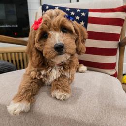 Denim - Red  female Goldendoodle puppy in Fordland, Missouri from K&K's Puppy Kingdom