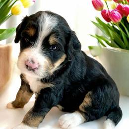 Paddy - Tri-color male Bernedoodle puppy in Huntsville, Alabama from Falcon Ridge Doodles
