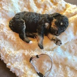 Bernedoodle Puppies from Cry Woof LLC