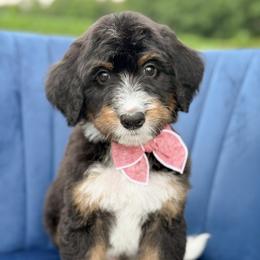 Nibs - Tri-color male Bernedoodle puppy in Bellville, Ohio from Bernedoodle Buddies