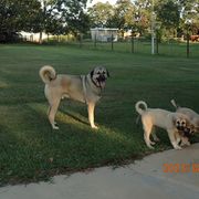 Kangal Puppies from DASA Ridge Kangals