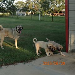 Kangal Puppies from DASA Ridge Kangals