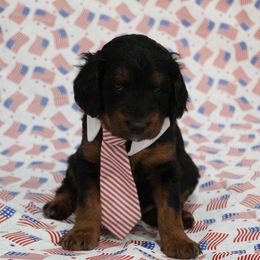 Ozzie - male Golden Mountain Doodle puppy in El Reno, Oklahoma from Silver Barn Doodles