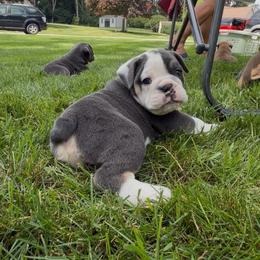 Chopper - Blue tri-color male Bulldog puppy in Hemlock, Michigan from Brady English Bulldogs