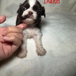 Duke - Chocolate male Shih Tzu puppy in California from Fairy Tails Shih Tzus CA