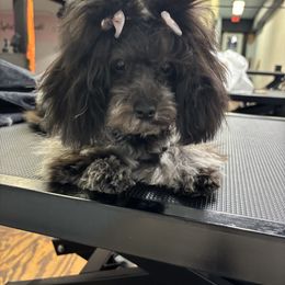 Dolee - Poodle