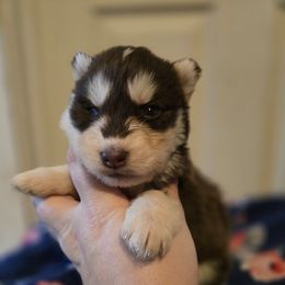 Red girl 1 - Red and white female Siberian Husky puppy in East Otto, New York from Howling Huskies