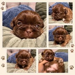 Milky - Chocolate male Shih Tzu puppy in Azusa, California from RJ Shih Tzu lover