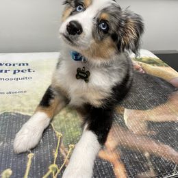 Miniature Australian Shepherd puppies from Angel Love Aussies