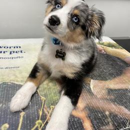 Miniature Australian Shepherd puppies from Angel Love Aussies