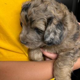 Shelbie - Brown female Pyredoodle puppy in Prescott, Washington from Washington Pyredoodles