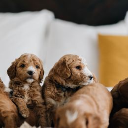 Goldendoodles from Smith Homestead Doodles