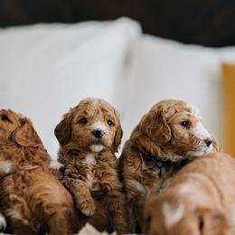 Goldendoodles from Smith Homestead Doodles