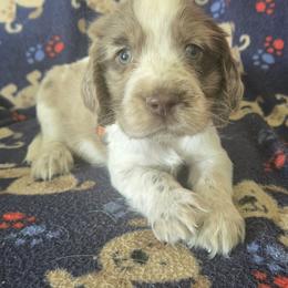 Scooby - Liver and white male English Springer Spaniel puppy in Brodhead, Wisconsin from Pinwheel Acres