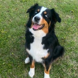 Raven - Australian Shepherd