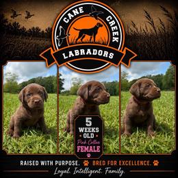 Pink Collar - Chocolate female Labrador Retriever puppy in Dickson, Tennessee from Cane Creek Labradors
