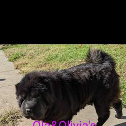 Chinese Shar-Pei Puppies from Ola & Olivia's Shar Pei