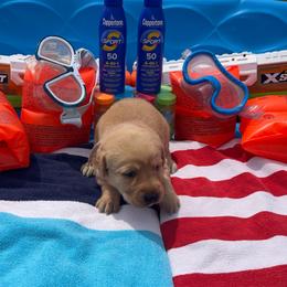 Light Pink Collar Female - Yellow female Labrador Retriever puppy in Hurtsboro, Alabama from PARK’s Family Farm