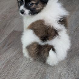 Nyxon - White and sable male Papillon puppy in Dorset, Ohio from Classy Country Papillons