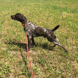 German Shorthaired Pointers from Carolina Gundogs