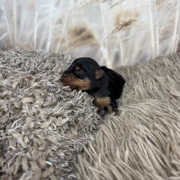 Ciyslle - Black and gold female Yorkshire Terrier puppy in Tyler, Texas from YorkiStars