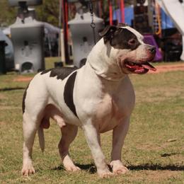 Hades Shadows - American Bully