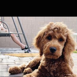 Bernedoodle and Goldendoodle Puppies from Dose of Doodles