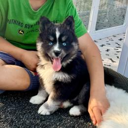 Black and silver female - Black and white female Pomsky puppy in Lemon Cove, California from Magic Ranch Mini Aussies
