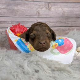 Bluebonnet - Sable female Poodle puppy in Mongomery, Texas from Celestial Jewels Poodles