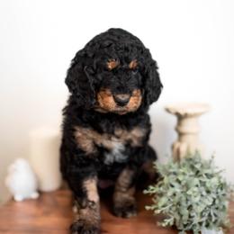 German Shepherd, Goldendoodle, and Golden Retriever Puppies from Silver Pines Pups