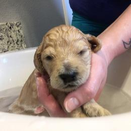 Cockapoo and Goldendoodle Puppies from Capital Doodles