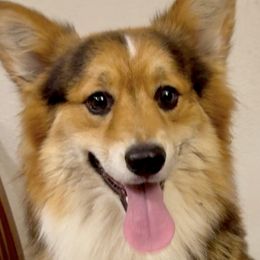 American Corgis and Pembroke Welsh Corgis from Sunrise Corgis