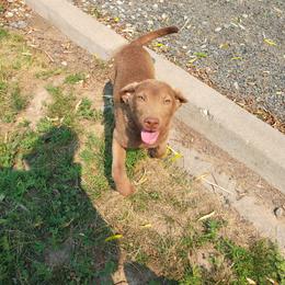 Nahiri - Dark deadgrass female Chesapeake Bay Retriever puppy in Soap Lake, Washington from Desert Oasis Kennels
