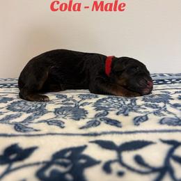 Cola - Black and red male German Shepherd puppy in Coplay, Pennsylvania from By My Side Germans Shepherds & Dobermans