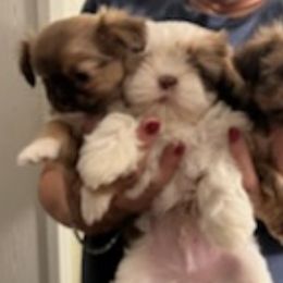 Shih Tzus from Janet's Shih Tzus