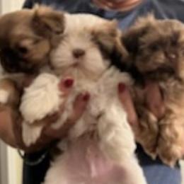 Shih Tzus from Janet's Shih Tzus